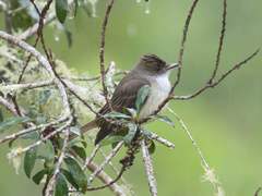 Myiarchus ferox