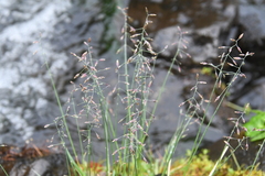 Poa tolmatchewii