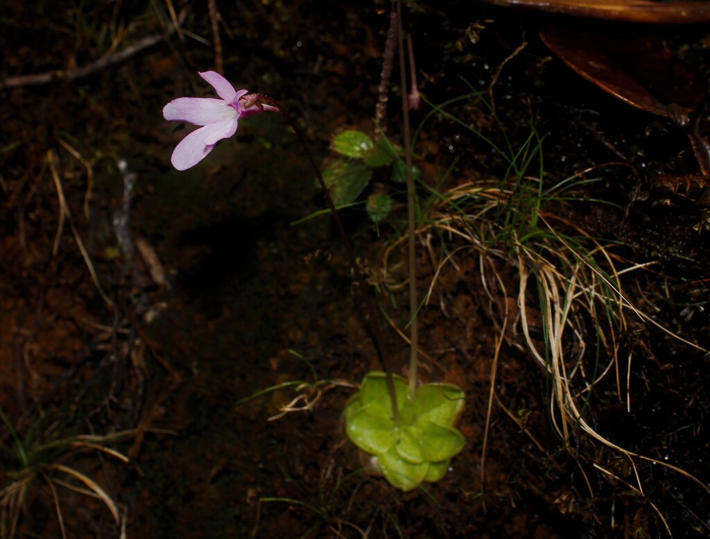 Pinguicula infundibuliformis, Mina Iberia, Baracoa, Cuba
