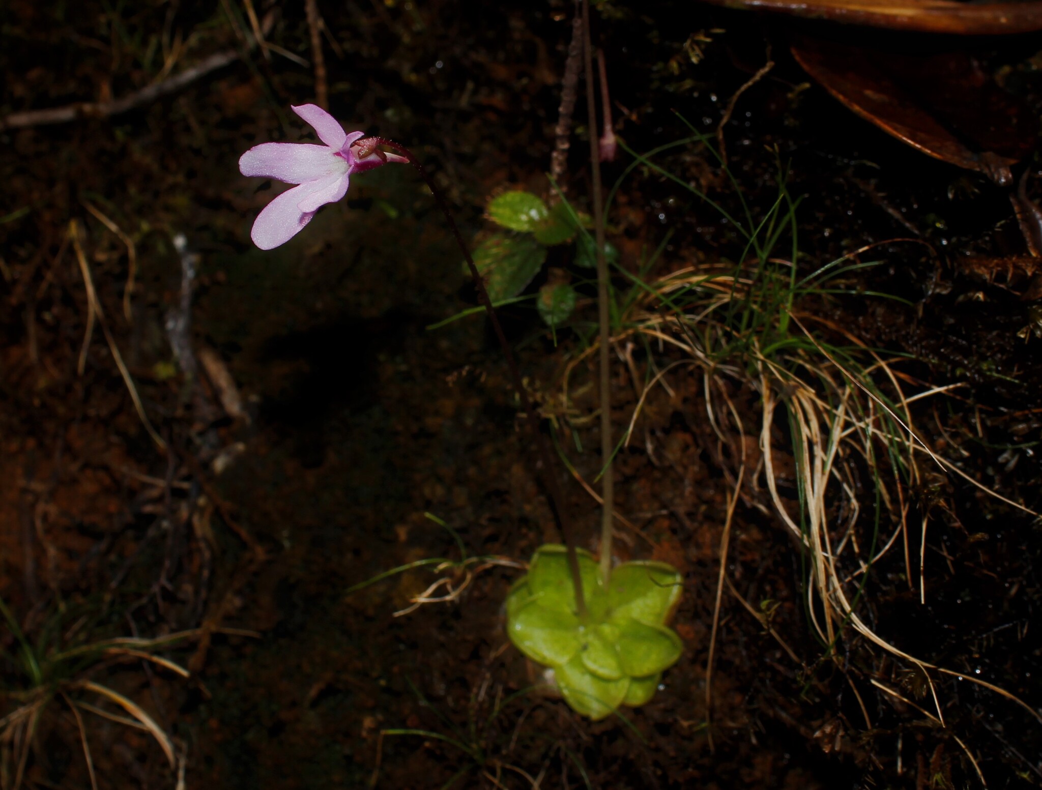 Pinguicula infundibuliformis Casper