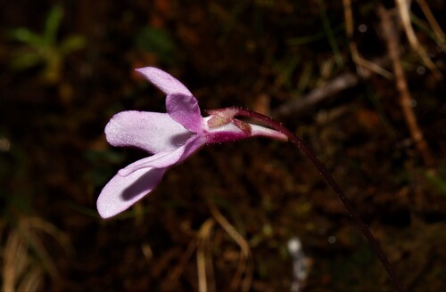 Pinguicula infundibuliformis