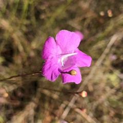 Agalinis setacea