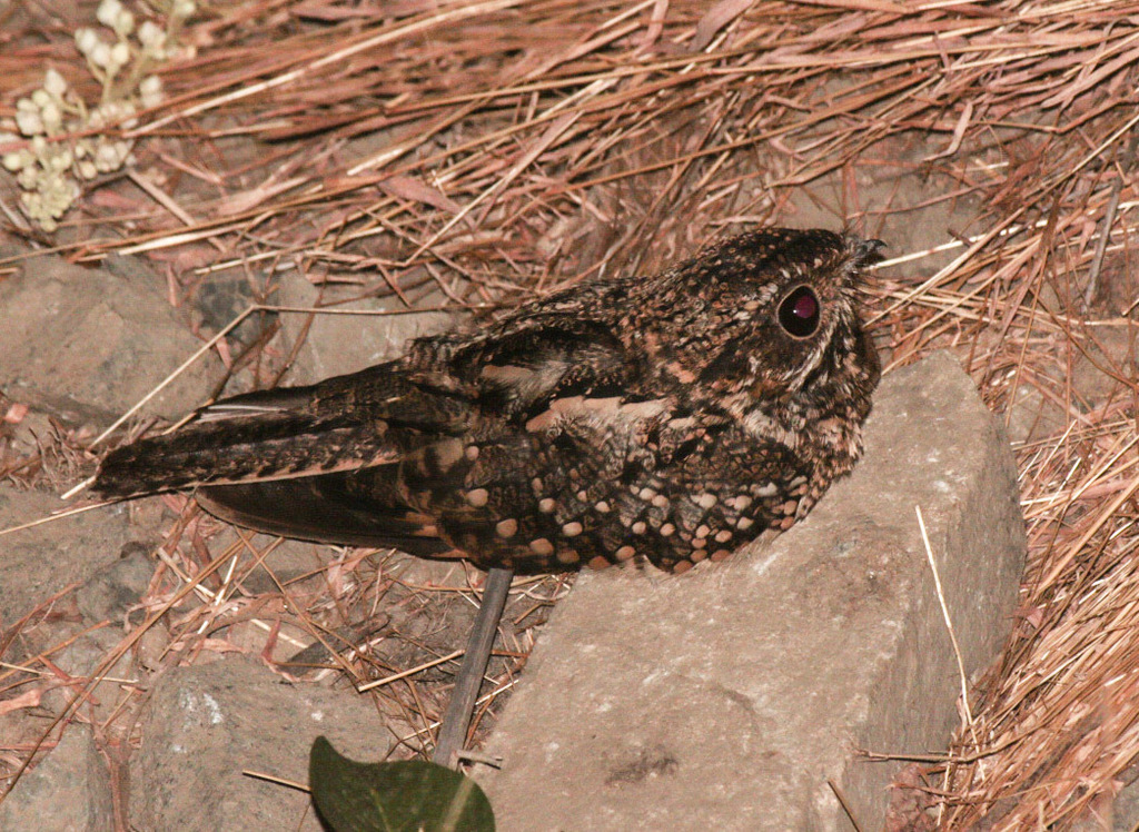 Anthony's Nightjar