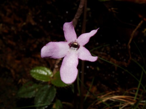 Pinguicula infundibuliformis