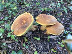Pulveroboletus