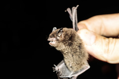 Myotis nigricans