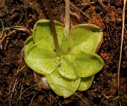 Pinguicula infundibuliformis