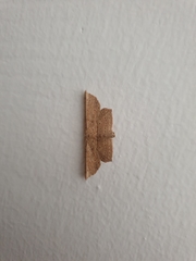 Phalacra vidhisara