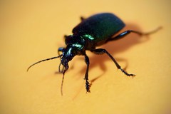 Calosoma schayeri