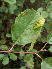 Taphrina tosquinetii