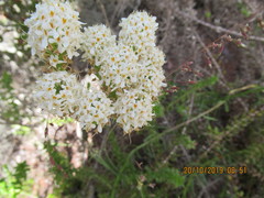 Pseudoselago gracilis