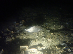 Parequula melbournensis