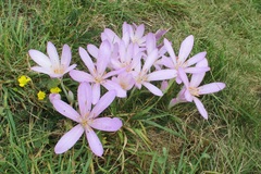 Colchicum cilicicum