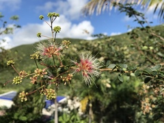 Pithecellobium unguis-cati