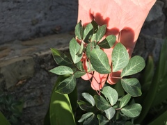 Pithecellobium unguis-cati