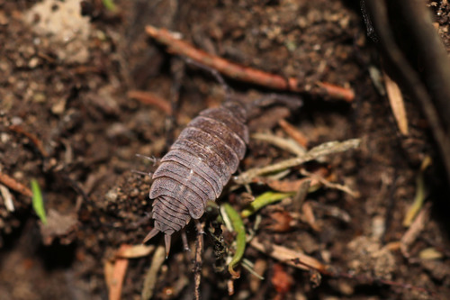 Six-striped Woodlouse