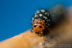 Xanthopastis timais