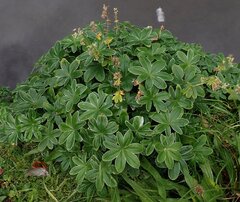 Alchemilla conjuncta, photograph (c) Jon Mortin, some rights reserved (CC BY)
