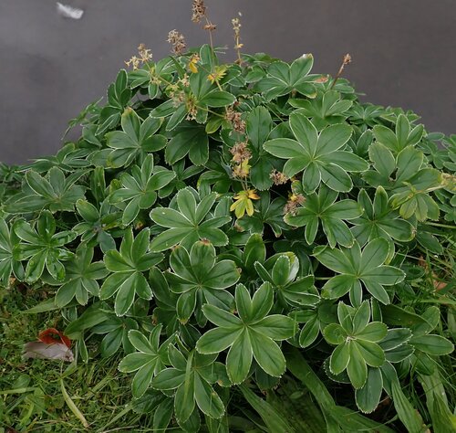 Alchemilla conjuncta