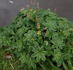 Alchemilla conjuncta