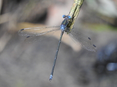 Archilestes