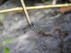 Archilestes