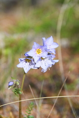Polemonium boreale