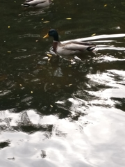 Anas platyrhynchos