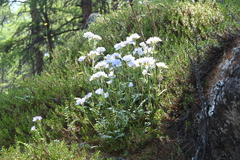 Polemonium boreale