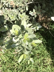 Conocarpus erectus sericeus