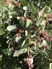 Conocarpus erectus sericeus