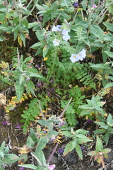 Polemonium boreale