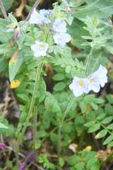 Polemonium boreale