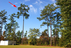 Pinus elliottii elliottii