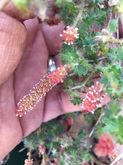 Acalypha radians