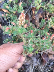 Acalypha radians