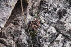 Haworthia nortieri