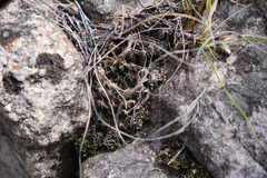 Haworthia nortieri