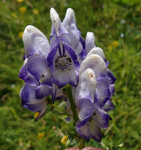 purple wolfsbane (Aconitum ×)