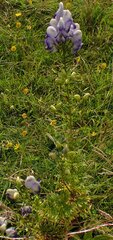 Aconitum × cammarum, photograph Jon Mortin, CC BY, iNaturalist via GBIF