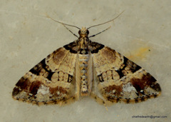 Perizoma vinculata