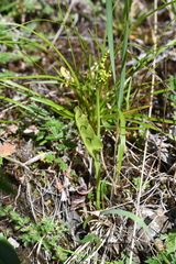 Botrychium lunaria image