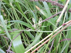 Ceropegia stenantha image