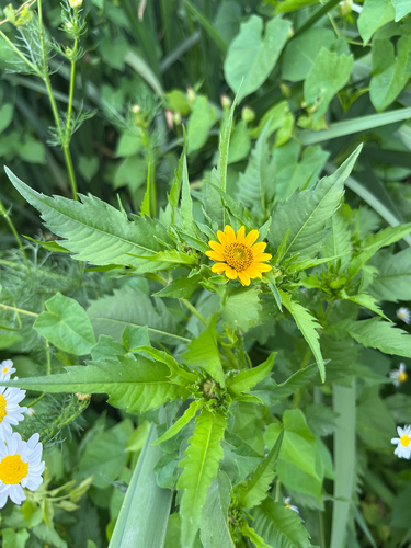Vancouver Island beggarticks (Bidens amplissima)