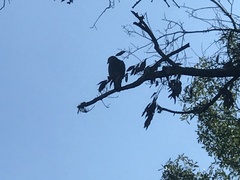 Buteo lineatus