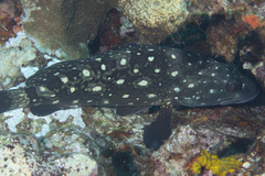 Epinephelus coeruleopunctatus