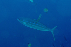 Elagatis bipinnulata