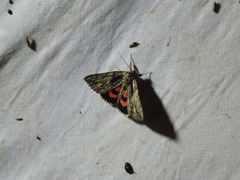 Catocala coccinata