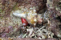 Pleuroploca trapezium