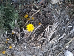 Thymophylla pentachaeta